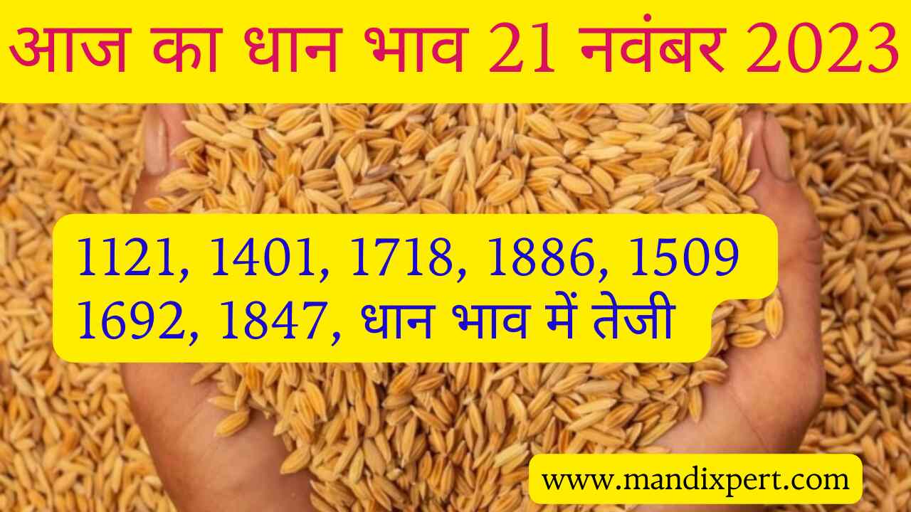 Paddy rate today 21 November 2023