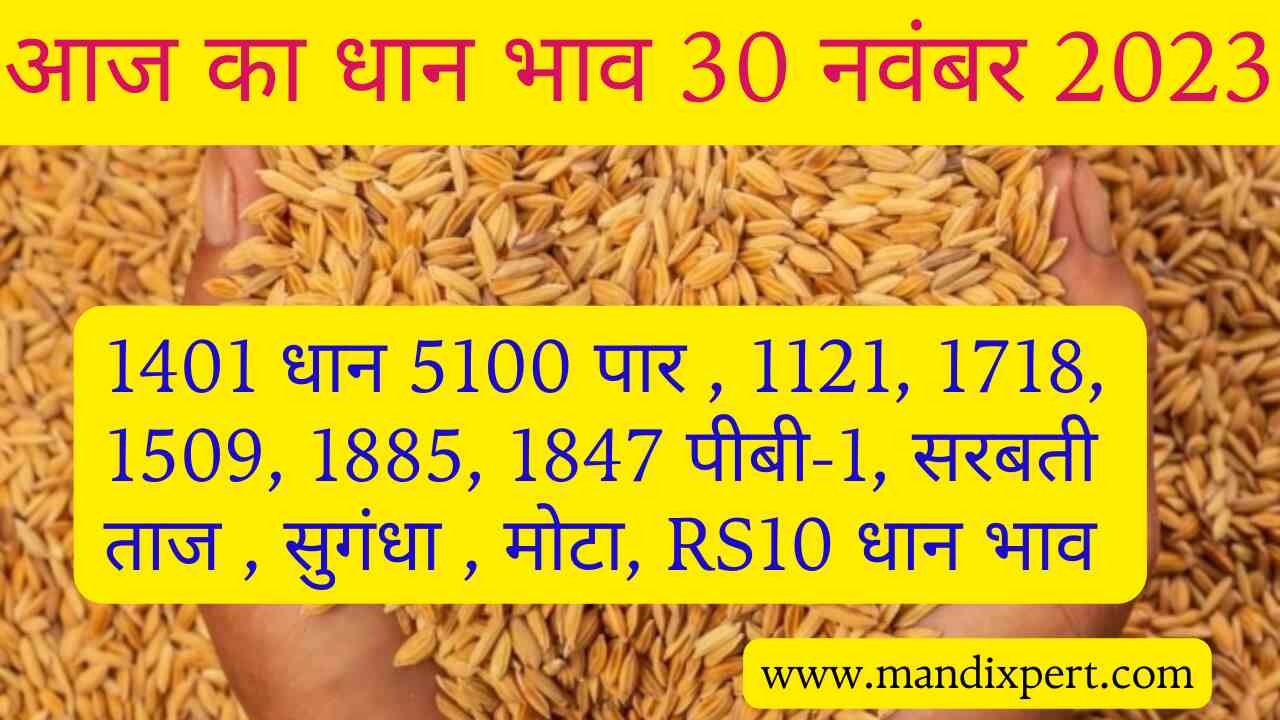 Paddy rate today 30 November 2023