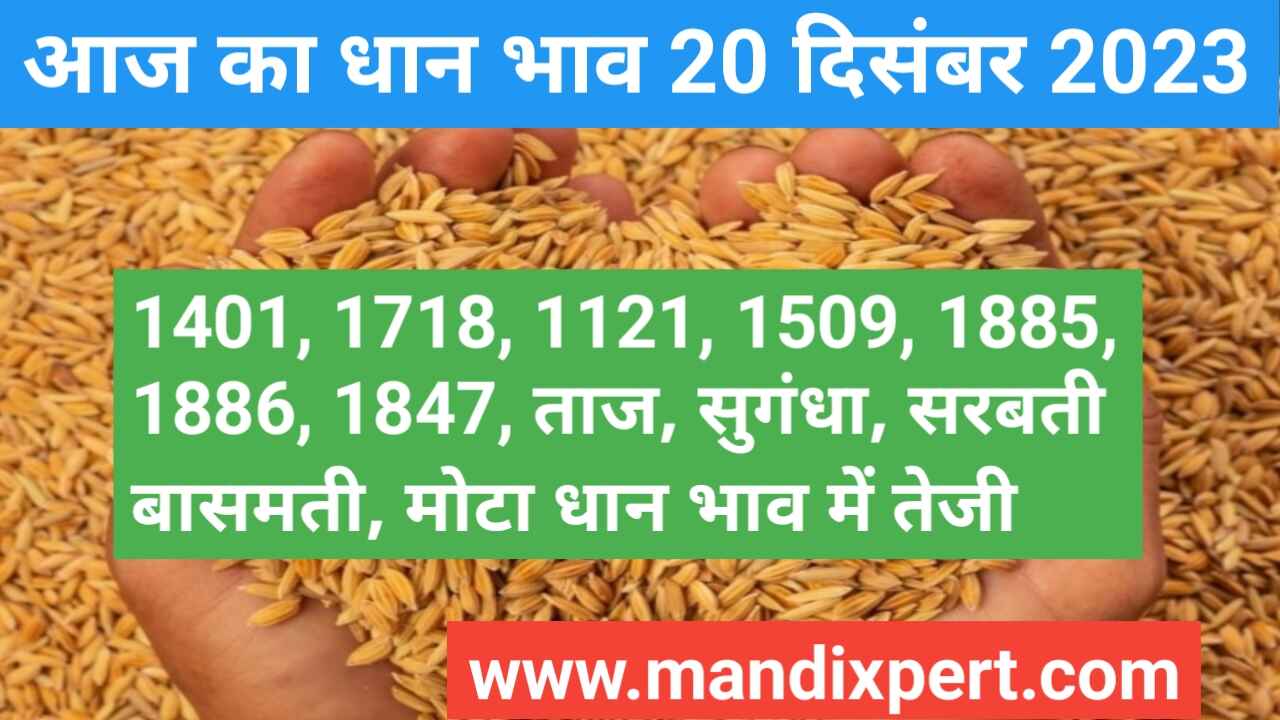 Paddy rate today 20 December 2023
