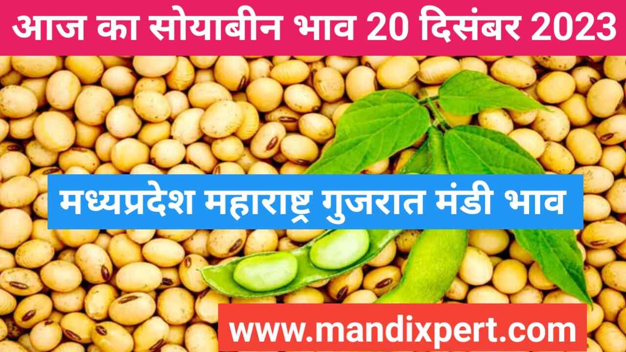 Soyabean rate today 20 December 2023