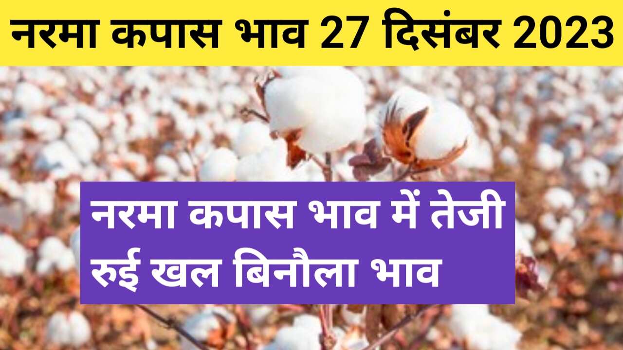 Cotton rate today 27 December 2023