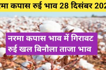 Cotton rate today 28 December 2023