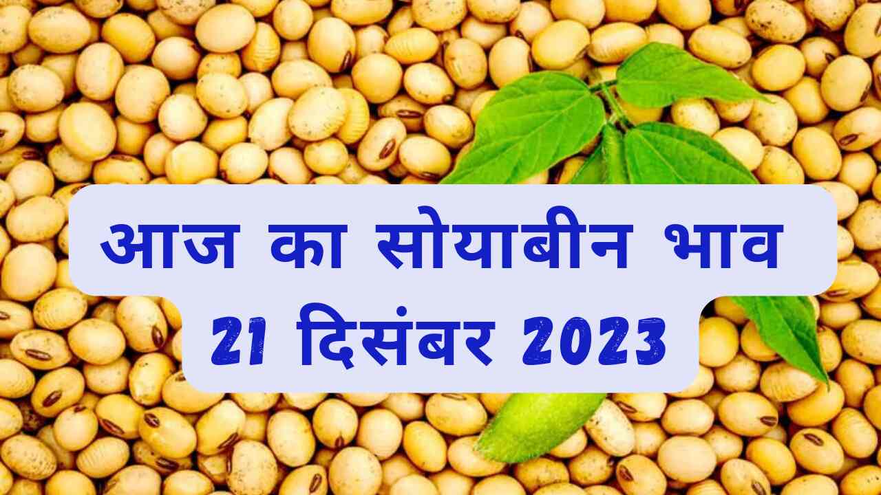 Soyabean rate today 21 December 2023