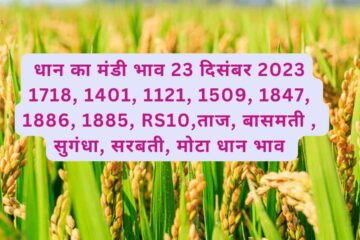 Paddy rate today 23 December 2023