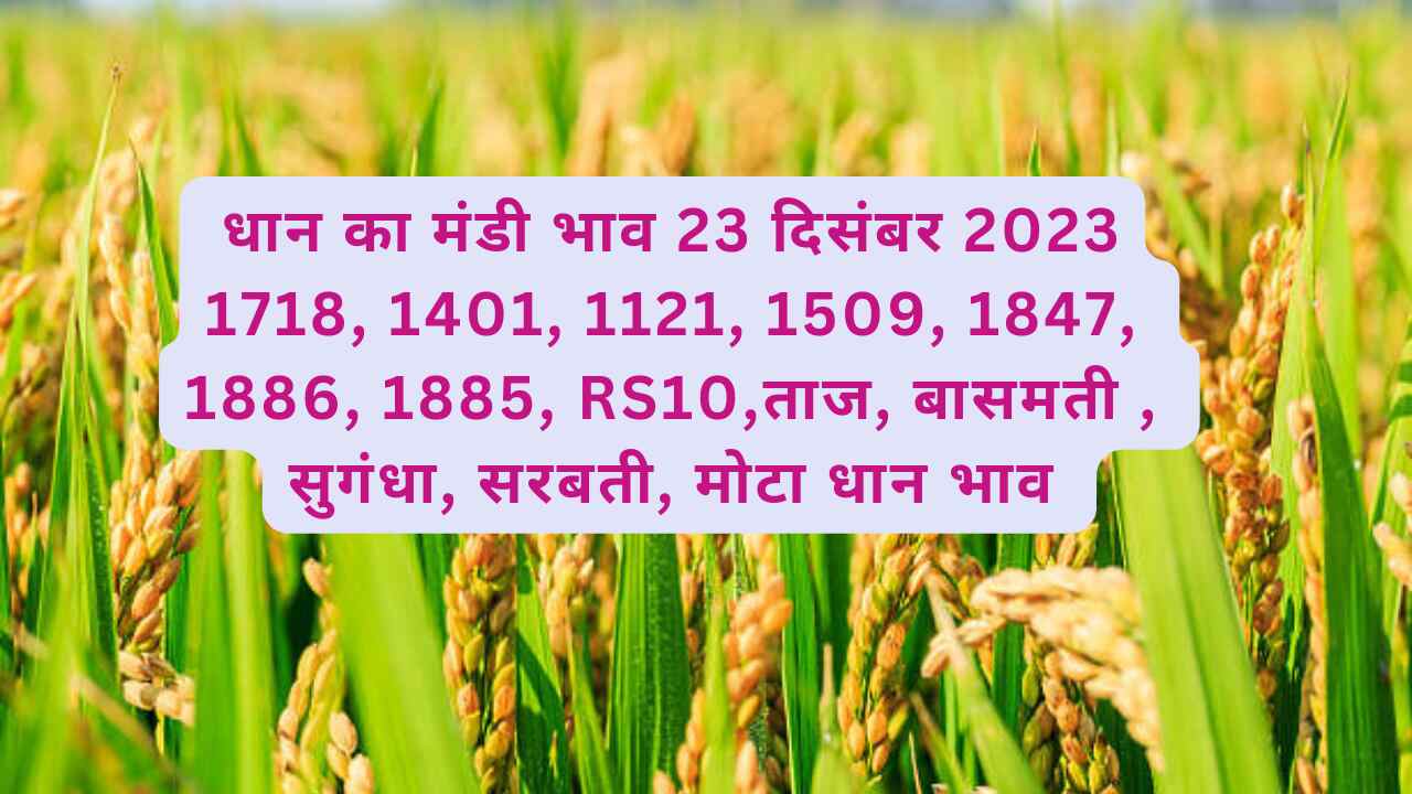 Paddy rate today 23 December 2023