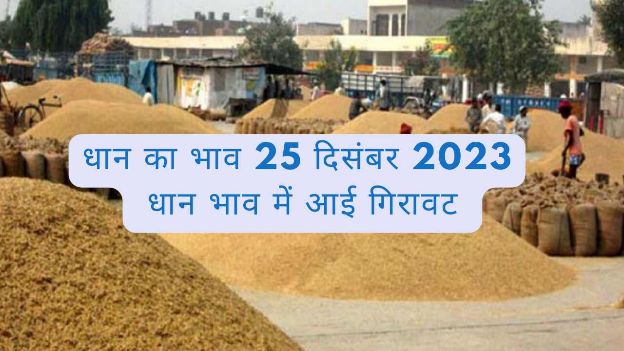 Paddy rate today 25 December 2023
