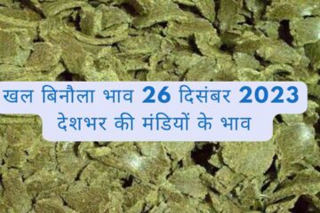 Khaal cottonseed price 26 December 2023 / Latest prices of mandis across the country