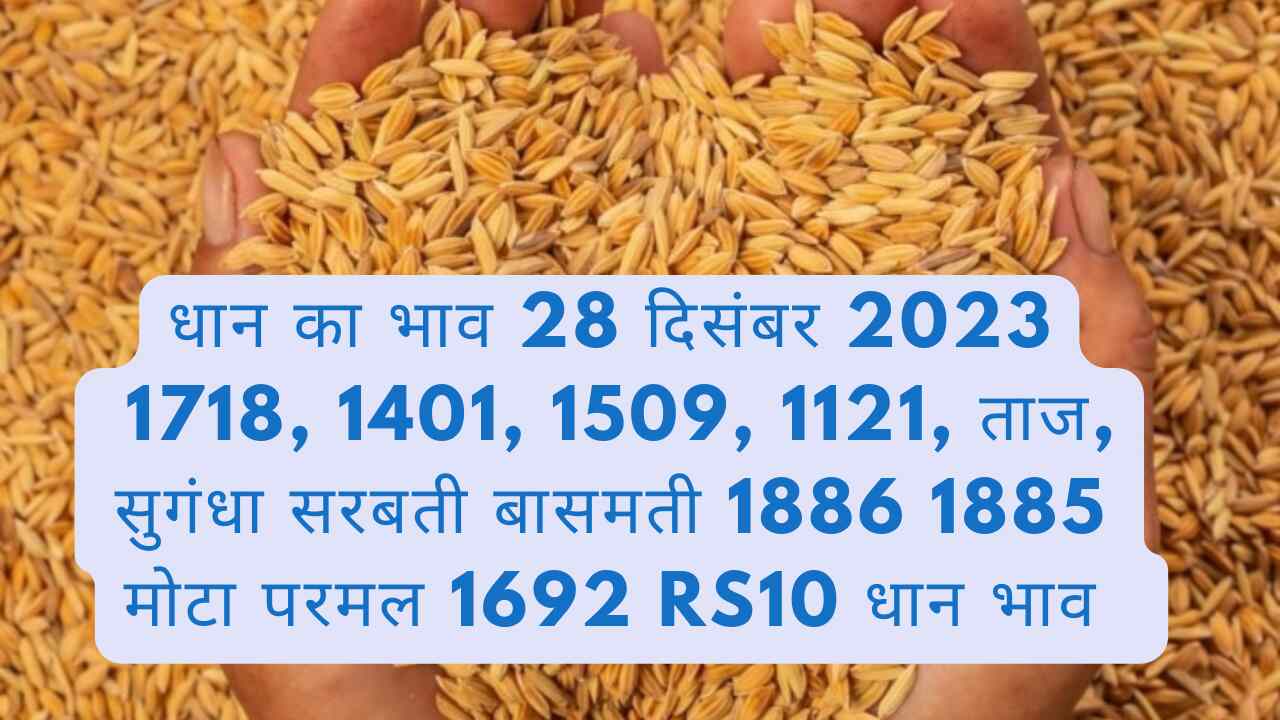 Paddy rate today 28 December 2023