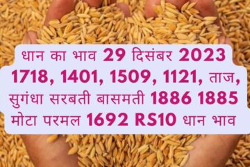 Paddy rate today 29 December 2023