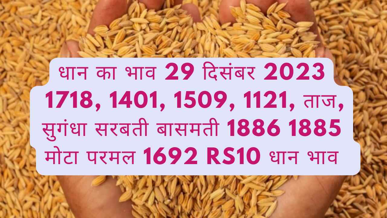 Paddy rate today 29 December 2023