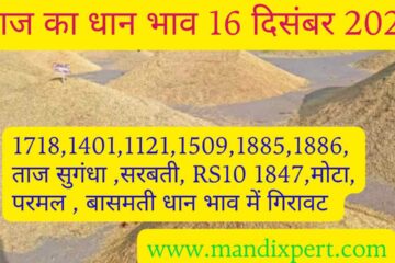 Paddy rate today 16 December 2023