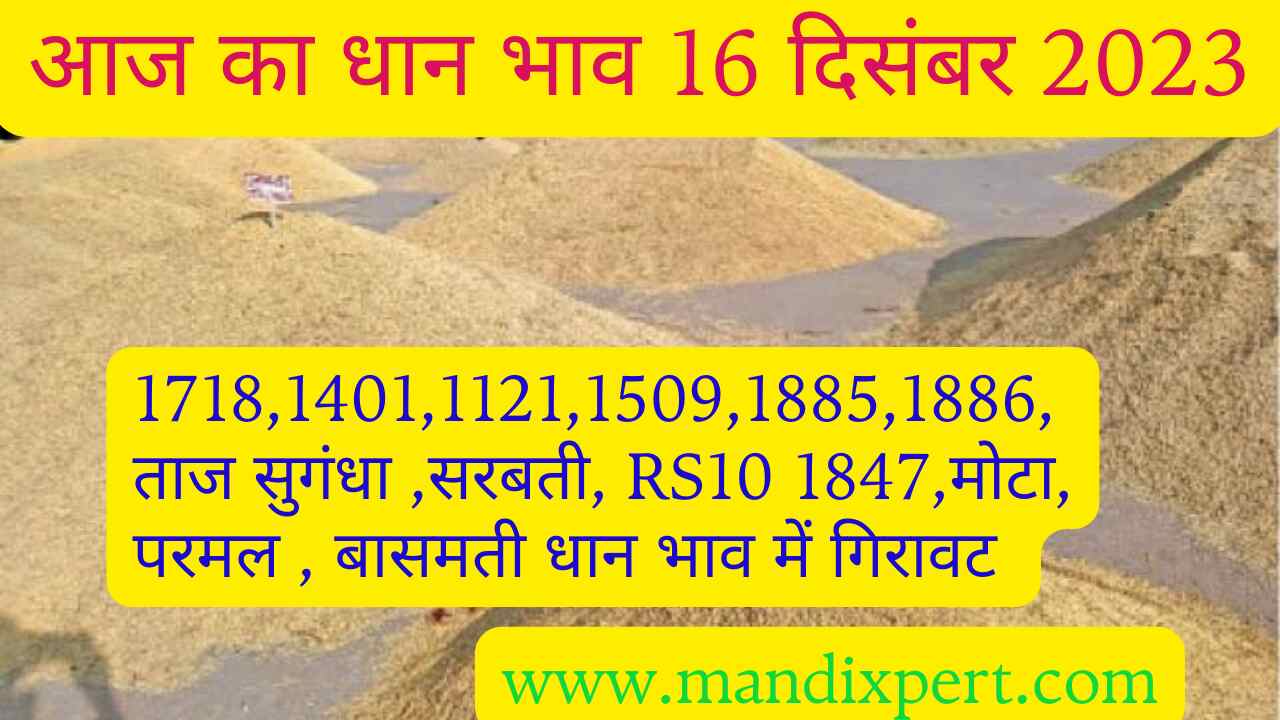 Paddy rate today 16 December 2023