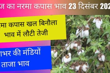 Narma cotton mill cottonseed price 23 December 2023 / Know today's rise and fall