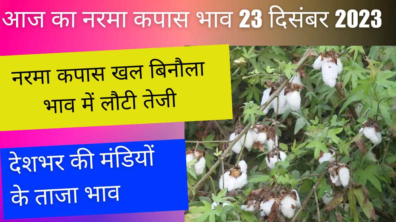 Narma cotton mill cottonseed price 23 December 2023 / Know today's rise and fall