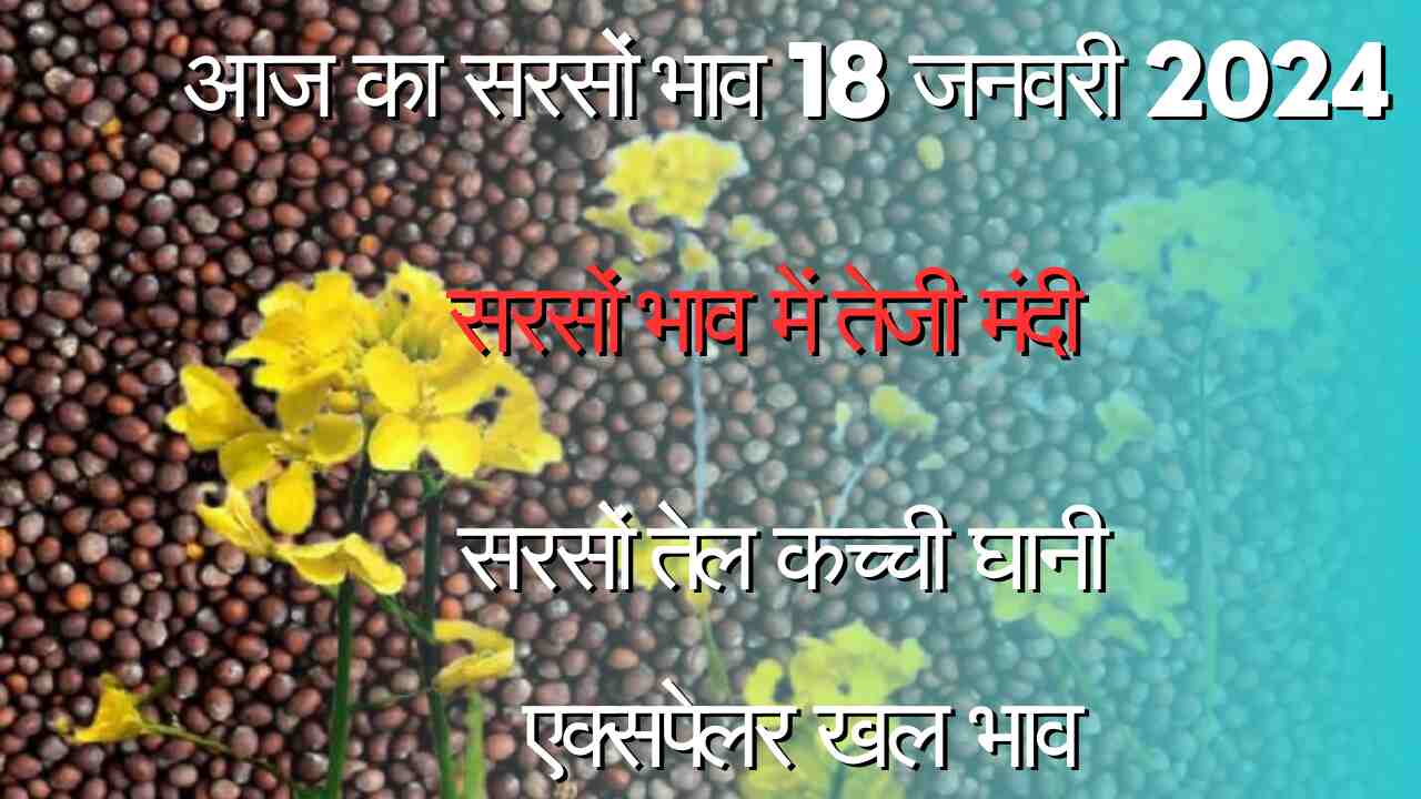 Mustard price 18 January 2024