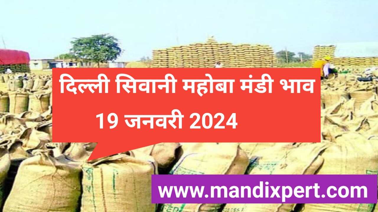 Delhi Siwani mahoba Mandi bhav today 19 January 2024
