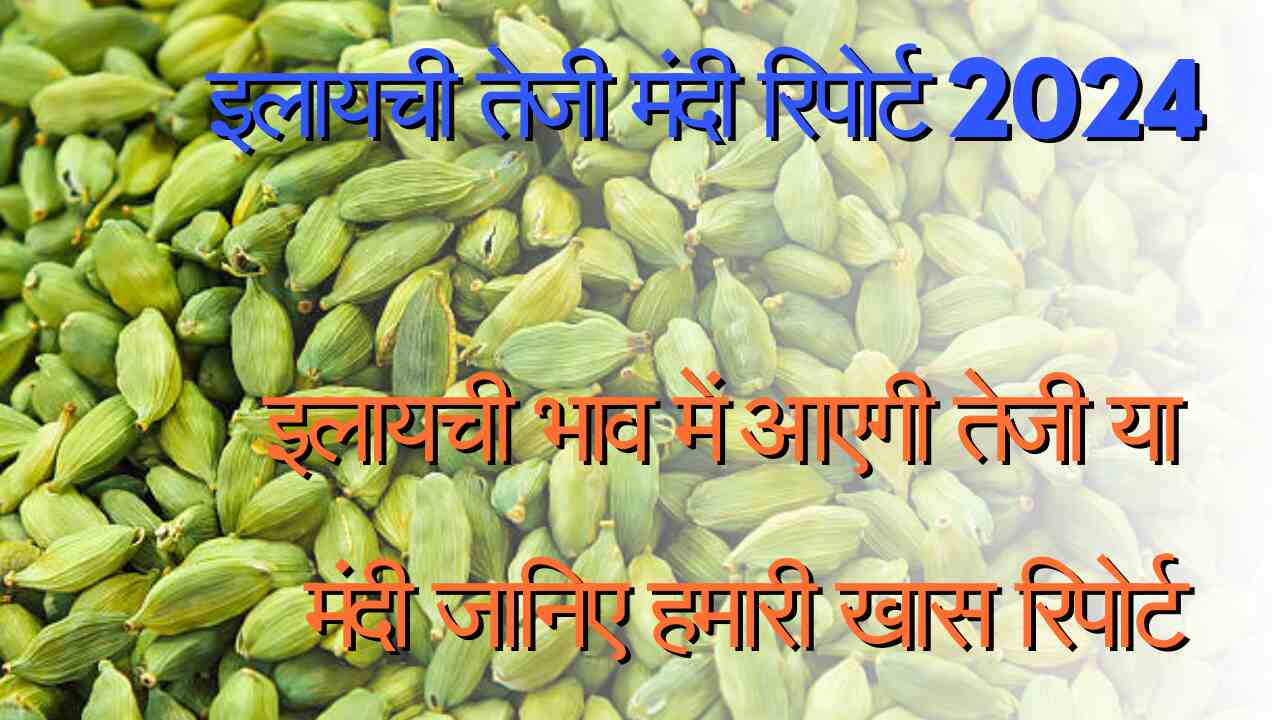 Will there be a rise or fall in the price of cardamom? Know the special rise and fall report 2024