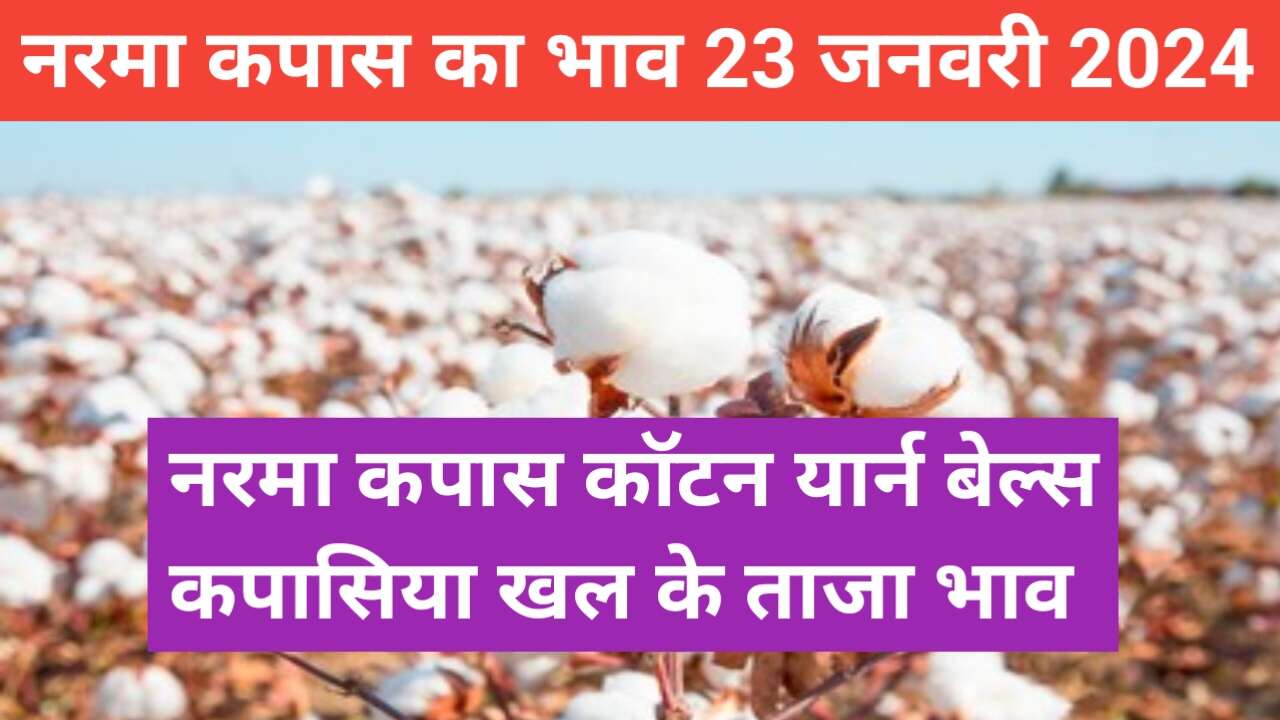 Today's Narma Cotton Price / Narma Cotton Khal Cotton Yarn Bales Price