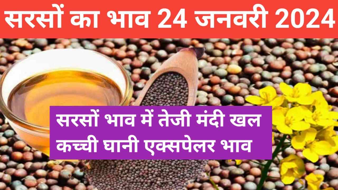 Know the change in mustard price today, Mustard, Kachchi Ghani expeller khal price