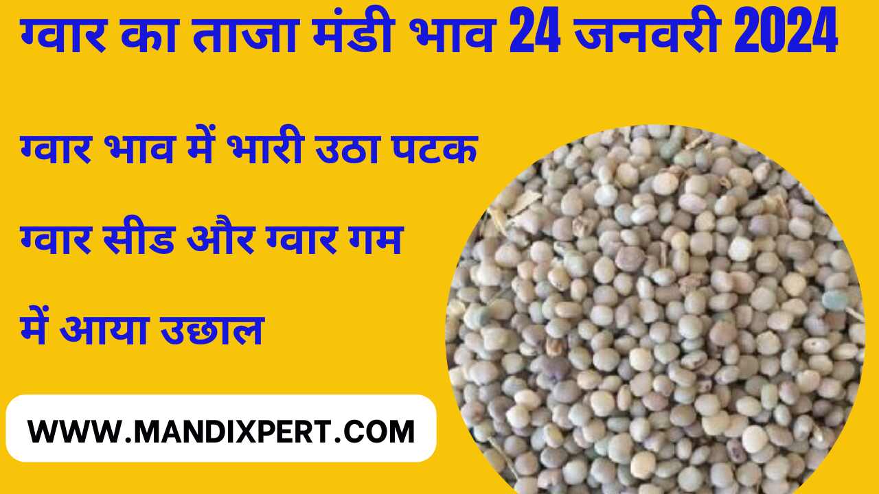 NCDEX guar gum and seed surge / heavy uproar in guar markets