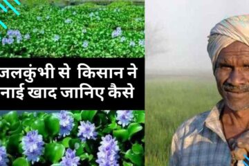 Farmer made fertilizer from water hyacinth. Know the complete process of making fertilizer