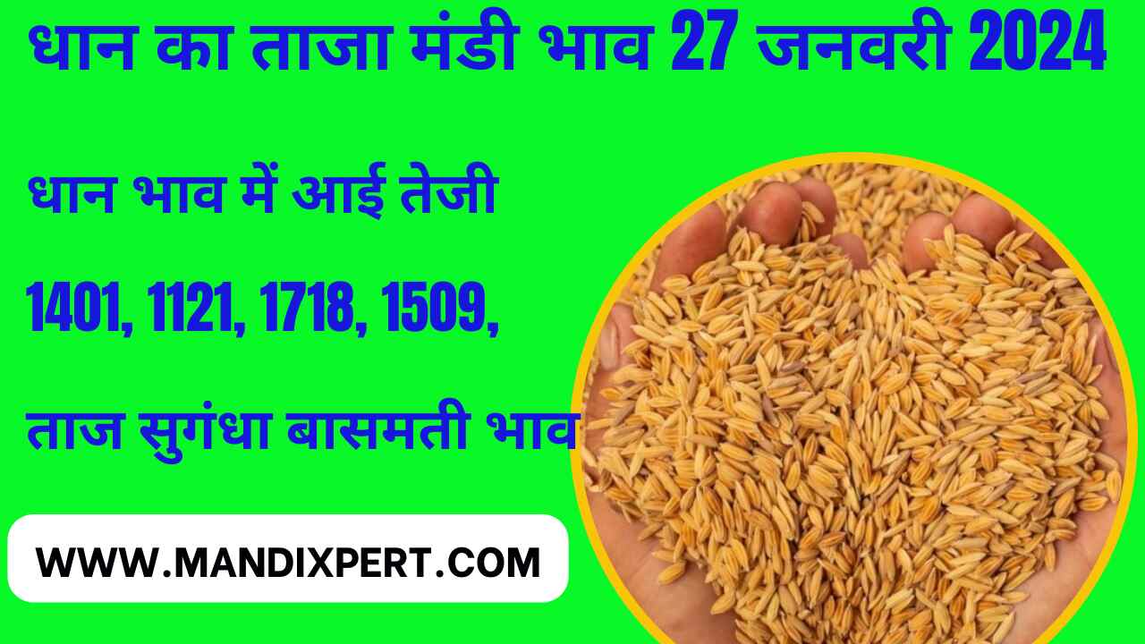 paddy rate today 27 January 2024