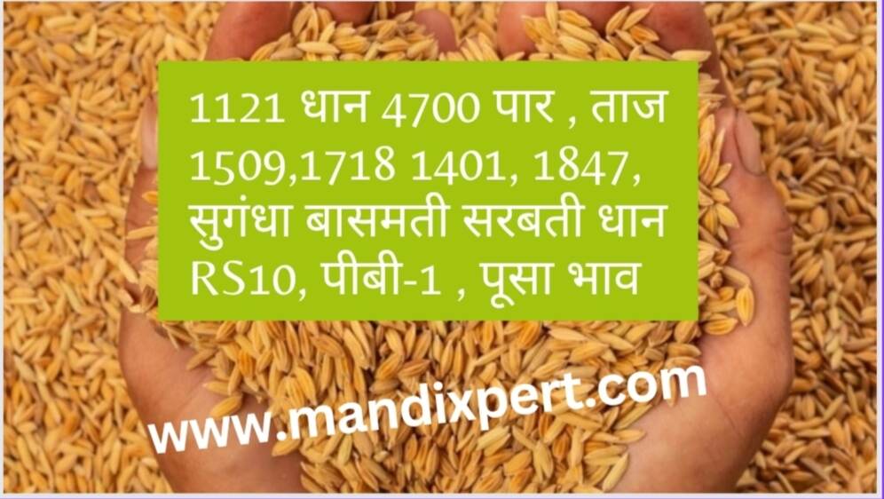Paddy rate today 29 January 2024