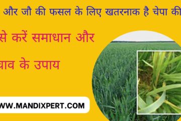 Chepa kit is very dangerous for wheat and barley, know its symptoms and solution