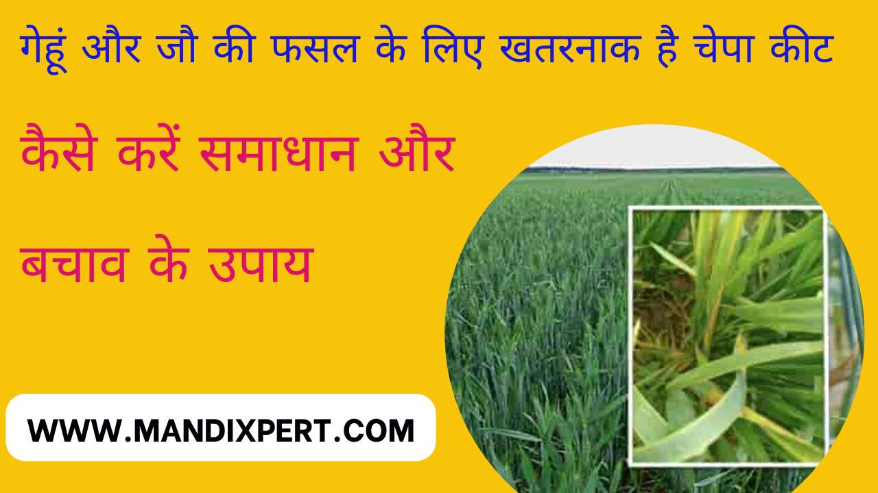 Chepa kit is very dangerous for wheat and barley, know its symptoms and solution