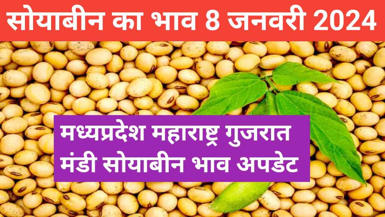 Soyabean bhav today 8 January 2024