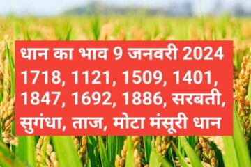 Paddy rate today 9 January 2024