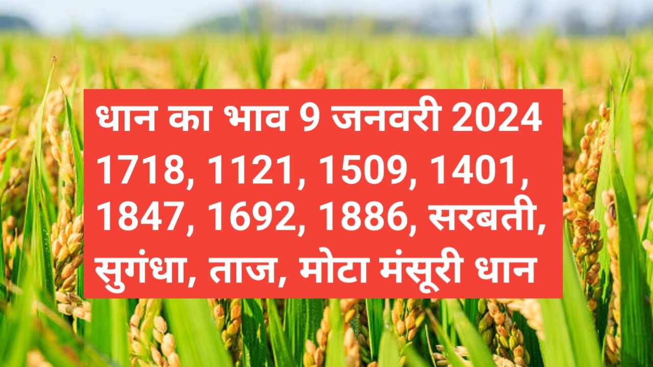 Paddy rate today 9 January 2024