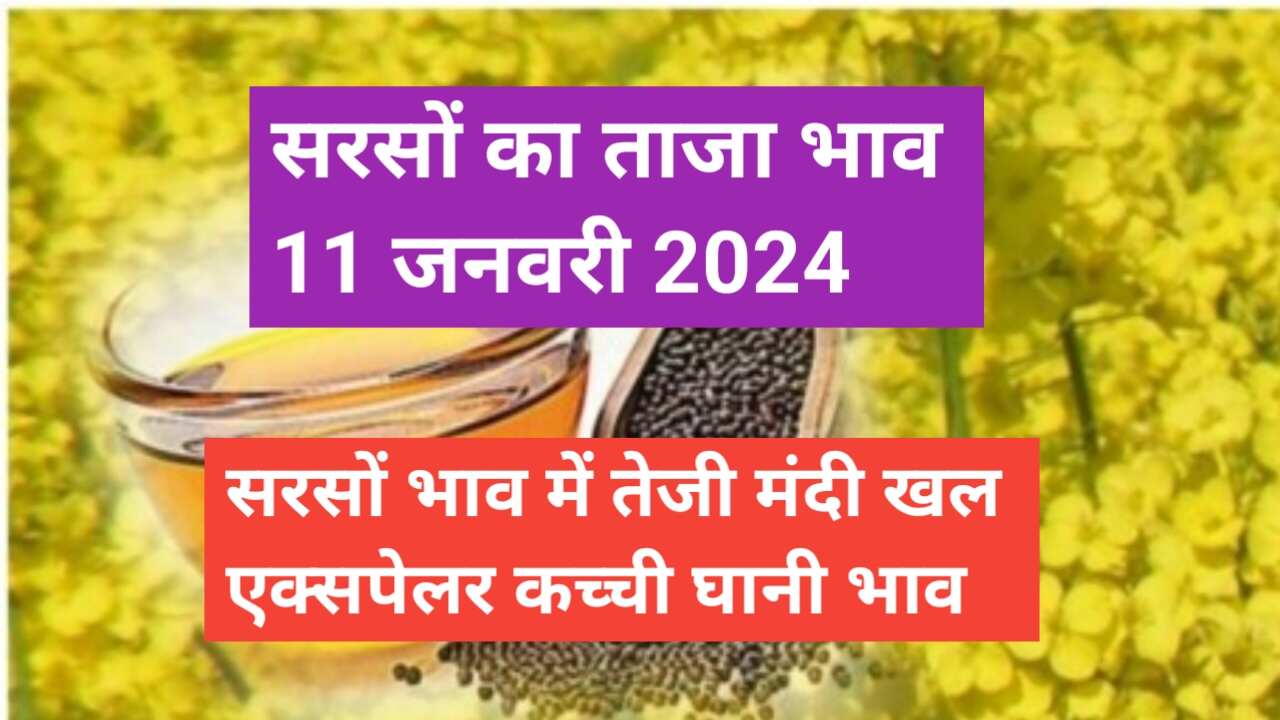 Mustard price 11 January 2024