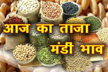 Mandi bhav today 4 April 2024 / narma kapas guar mustard gram wheat barley masoor rate