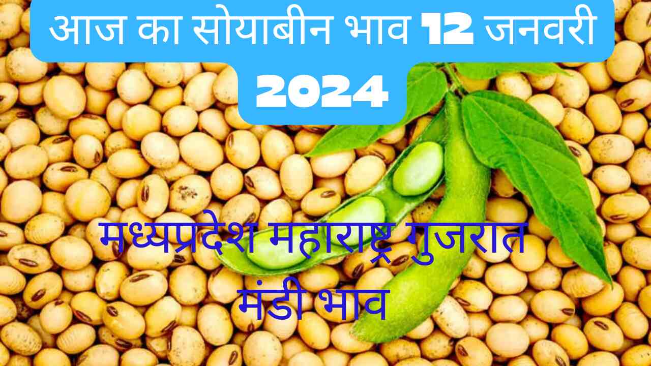 Soyabean bhav today 12 January 2024