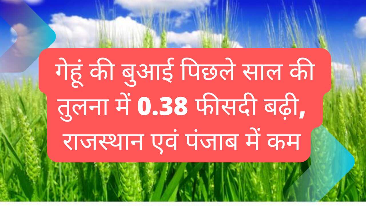 Wheat sowing increased by 0.38 percent compared to last year, less in Rajasthan and Punjab