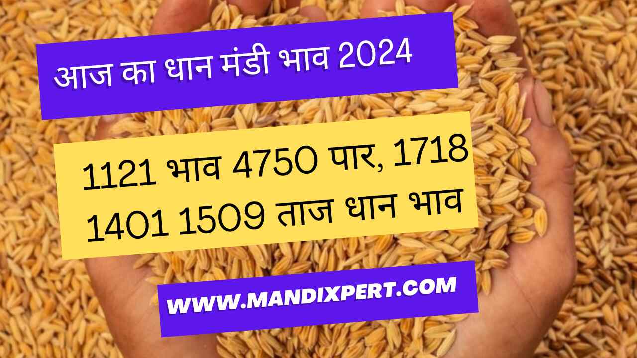 Paddy rate today 30 January 2024