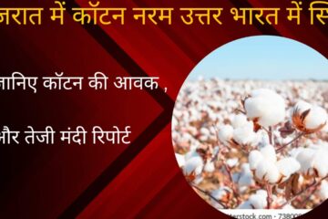 Cotton soft in Gujarat, stable in North India, know the bullish recession report
