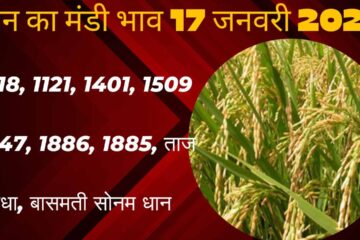 Paddy arrivals reduced in mandis due to fall in prices, know today's latest prices