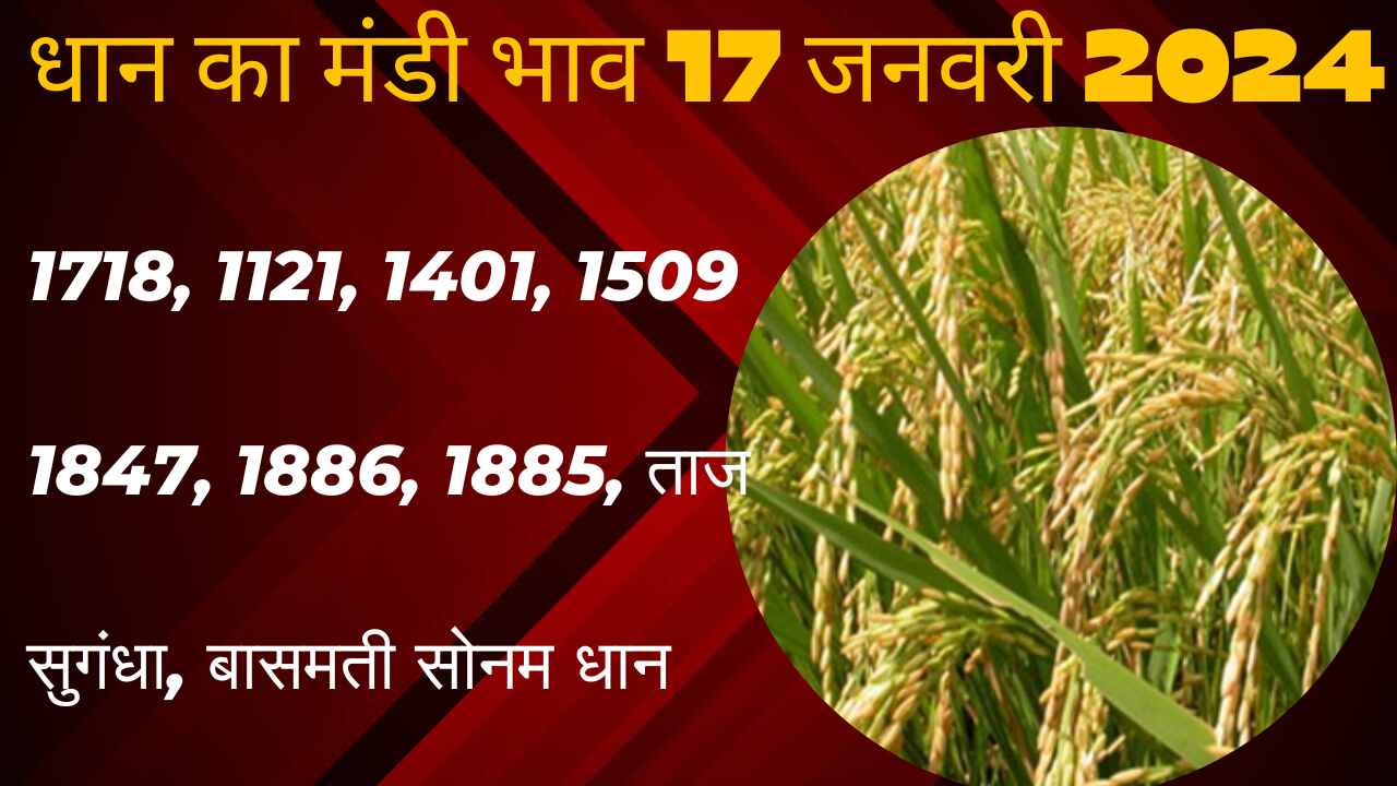 Paddy arrivals reduced in mandis due to fall in prices, know today's latest prices