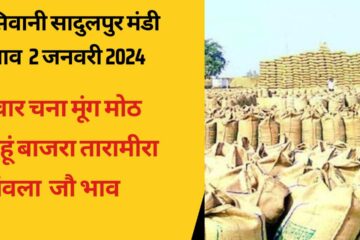 Siwani sadulpur Mandi bhav today 2 January 2024