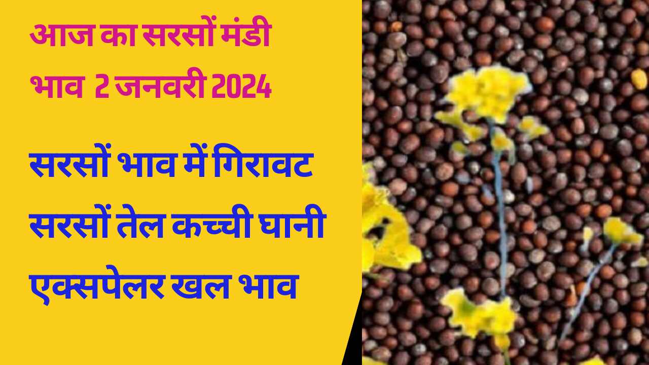 Mustard price today 2 January 2024