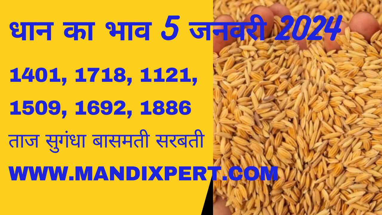 Paddy rate today 5 January 2024