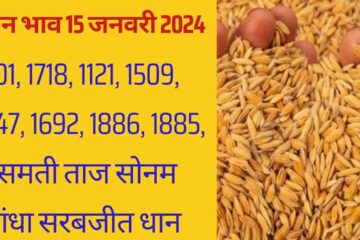 Paddy rate today 15 January 2024