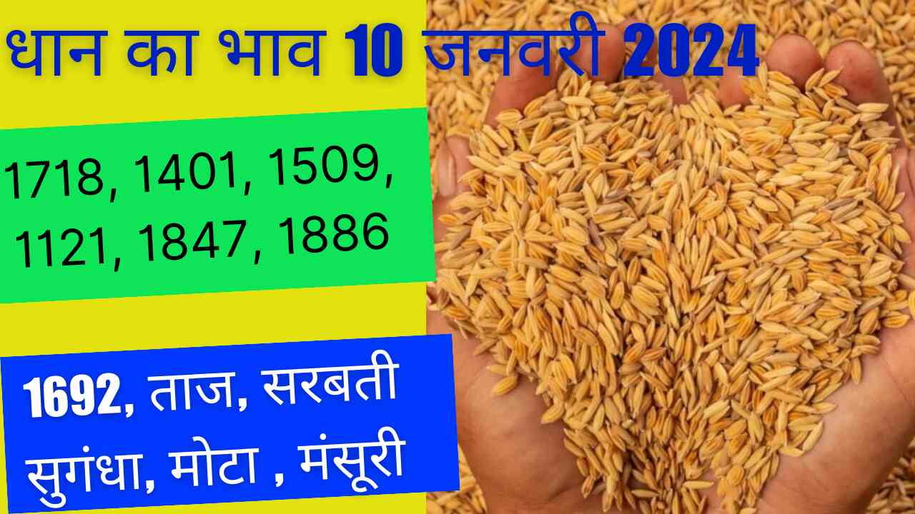 Paddy rate today 10 January 2024