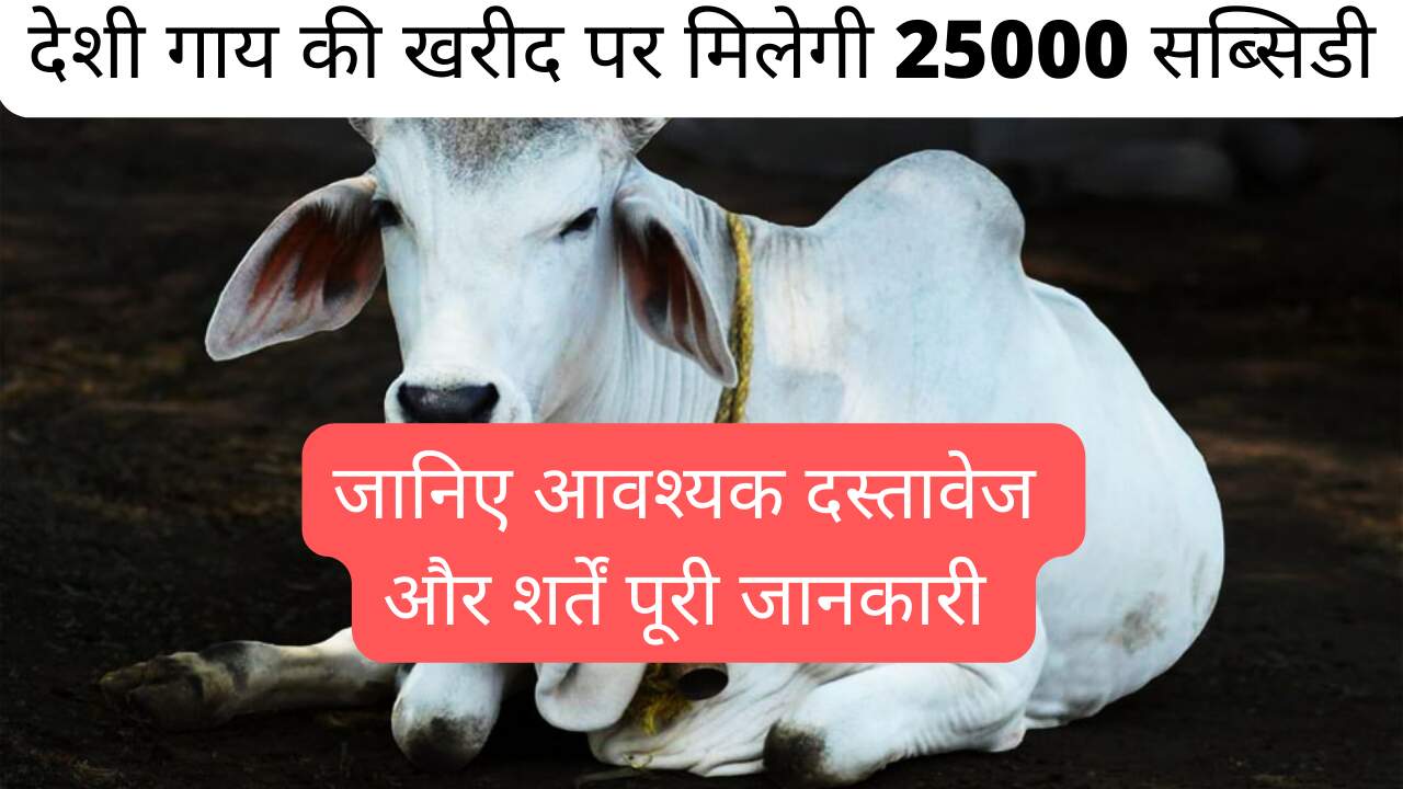 Native Cow Purchase Subsidy Scheme 2024 / You will get Rs 25000 on purchasing a native cow