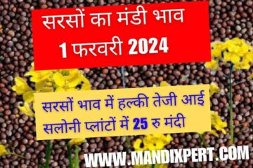 Mustard market price 1 February 2024 / Slight rise and recession in mustard price