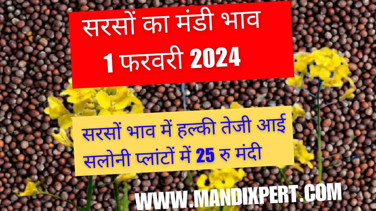 Mustard market price 1 February 2024 / Slight rise and recession in mustard price