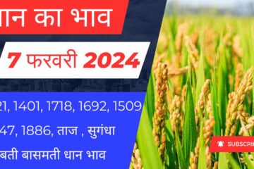 Paddy Rate Today 7 February 2024 / 1121, 1401, 1718, 1509 prices of all varieties