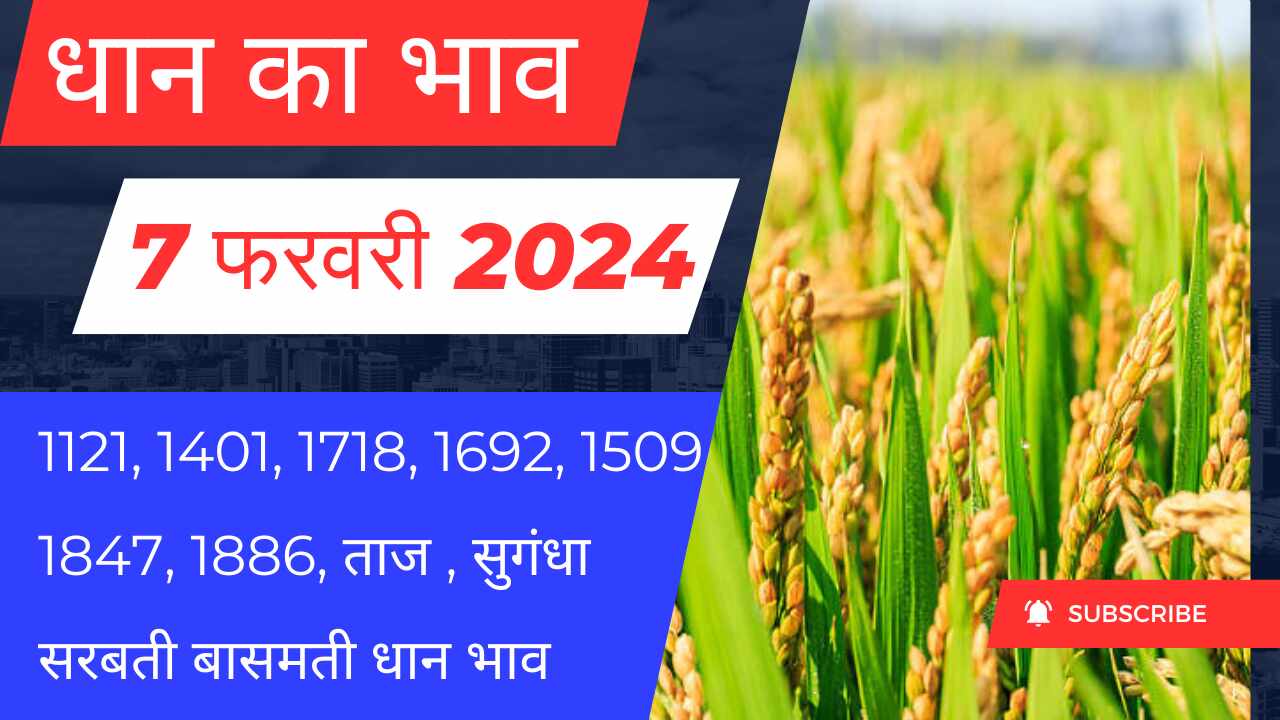 Paddy Rate Today 7 February 2024 / 1121, 1401, 1718, 1509 prices of all varieties